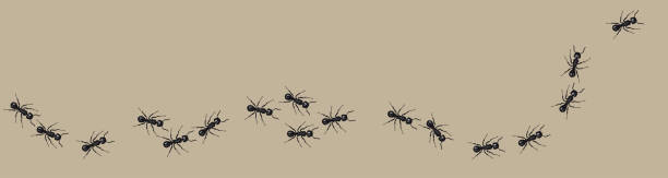 A line of worker ants marching in search of food. Vector banner A line of worker ants marching in search of food. Vector banner ants teamwork stock illustrations
