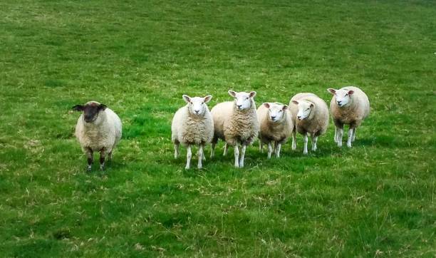 istock Black sheep left out from white herd in farm paddock 1098195598