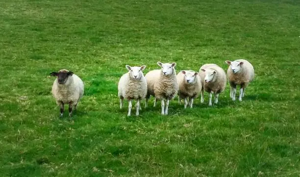 Photo of Black sheep left out from white herd in farm paddock