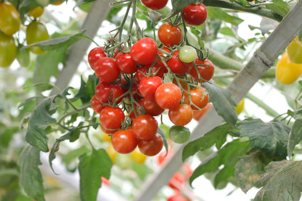 istock Tomatoes in green house 1098200766