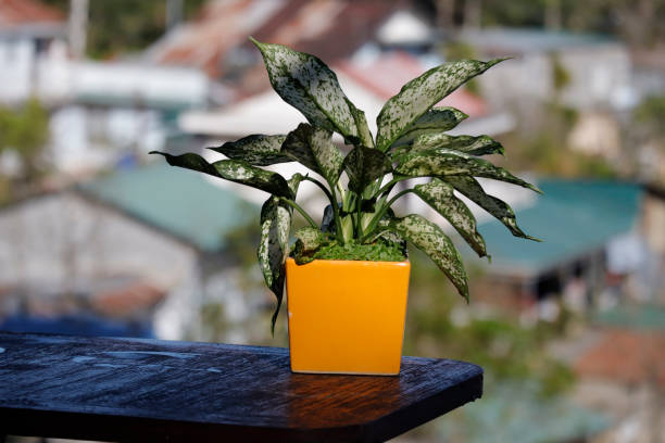 bonsai su vaso alla luce del sole - hokkien foto e immagini stock