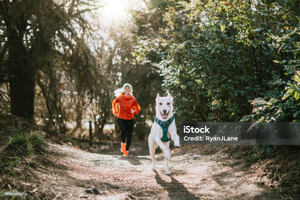 Woman Running Outdoors With Pet Dog A young adult woman enjoys jogging outdoors on a beautiful day in the Pacific Northwest, her canine companion joining her for the exercise run.  Shot in Seattle, Washington. Dog Stock Photo