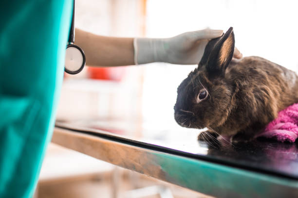 istock Rabbit on medical examination at vet's office. 1098207520