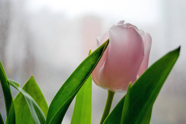 istock Pink tulip, spring flower on light blurred background 1098208074