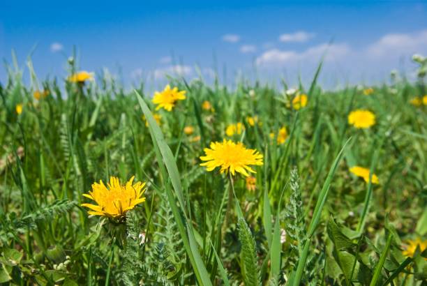 istock beautiful closeup dandelions 1098209438