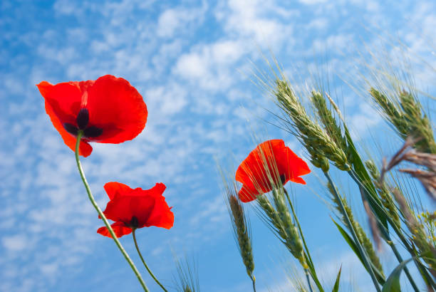 istock beautiful red poppy flowers on a blue sky background 1098209714