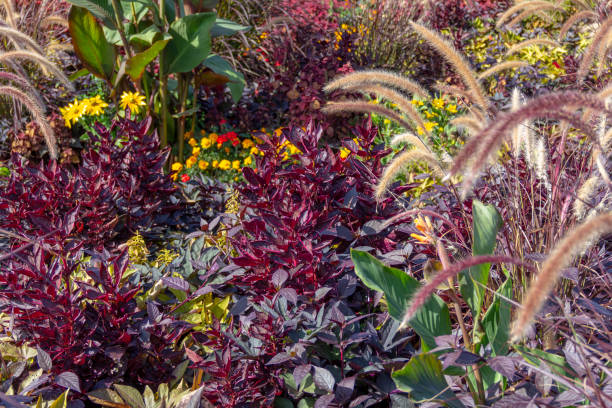 istock colorful plant arrangement 1098212520