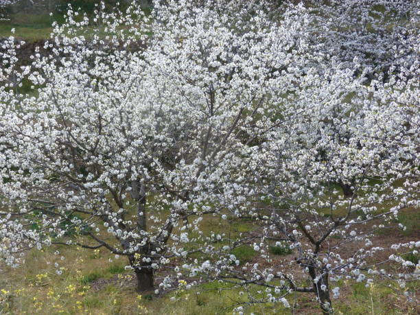 istock Cherry blossoms, Estremadura, Spain 1098214920