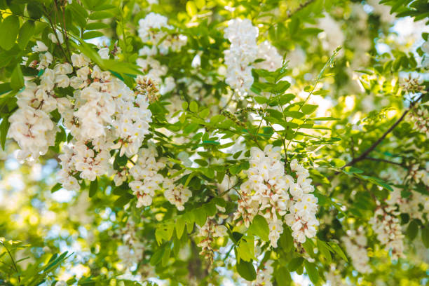 istock branch of blooming acacia 1098216636