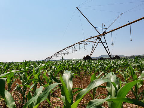 Low angle shot of sprinkler system over corn field against clear blue sky.