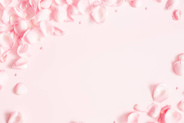 composizione dei fiori. petali di fiori di rosa su sfondo rosa pastello. san valentino, festa della mamma, concetto di festa della donna. lay piatto, vista dall'alto, spazio di copia - rosa fiore foto e immagini stock