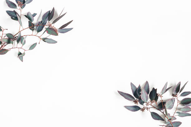 istock Eucalyptus leaves on white background. Frame made of eucalyptus branches. Flat lay, top view, copy space 1098216926