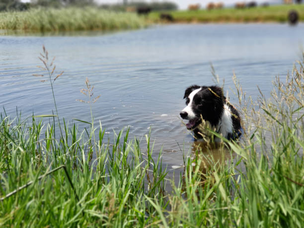 istock A Border Collie dog cooling off in a lake. 1098217102