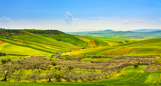 Apulia countryside view, olive trees, rolling hills and green fields landscape. Poggiorsini, Bari, Italy Europe