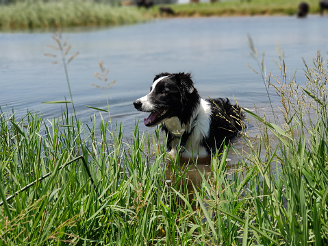 Medium shot of a Border Collie dog standing in long reeds at the edge of a calm, blue lake.