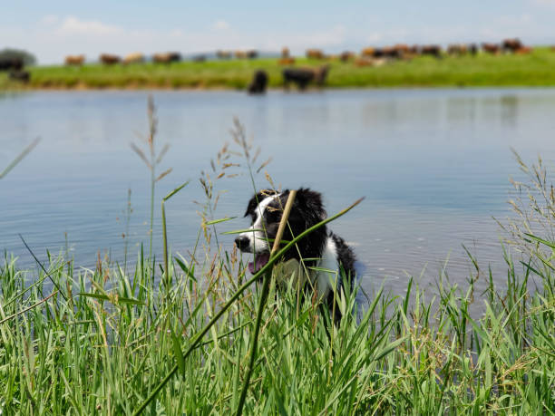 istock A Border Collie dog standing in a lake. 1098217660