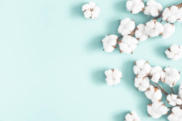istock Flowers composition. Cotton flowers on pastel blue background. Flat lay, top view, copy space 1098217832