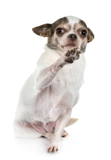 istock little chihuahua 1098224364
