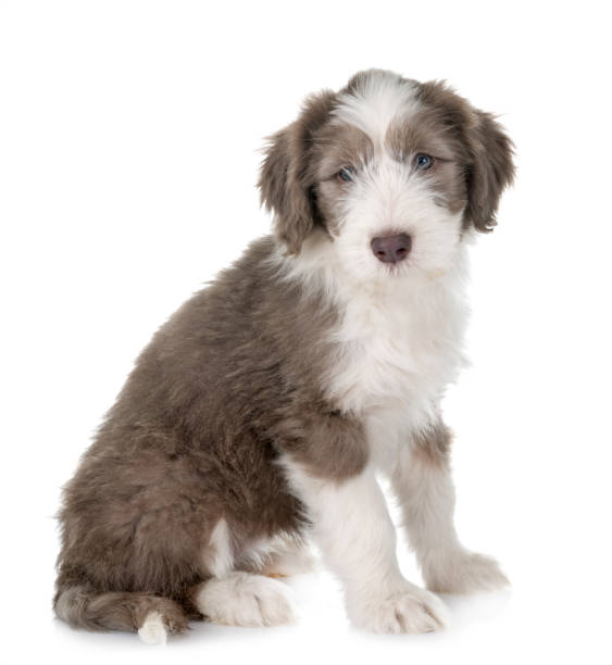 istock puppy bearded collie 1098225824