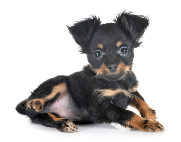 puppy Russkiy Toy puppy Russkiy Toy in front of white background russkiy toy stock pictures, royalty-free photos & images