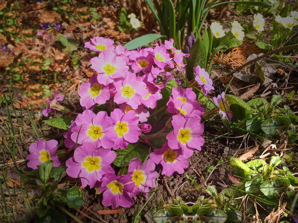 istock The first spring flowers on a clear sunny day. Selective focus. 1098227522