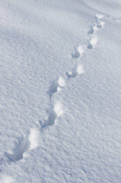 istock Track of hare in the snow 1098229422