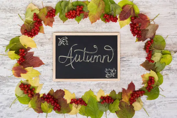 Autumn background. School board with the inscription Autumn. Frame of berries and colored leaves of viburnum, flatly