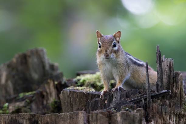 Close-up of Chipmunk climbed on tree stump in forest and looking at camera Cute little wild rodent surprised by camera as it peeks over the top of a stump eastern chipmunk photos stock pictures, royalty-free photos & images