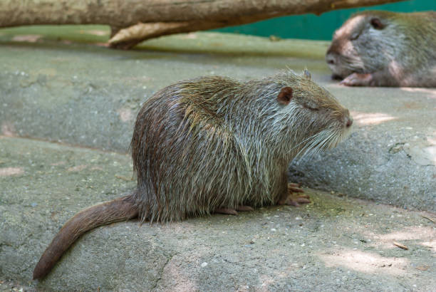 The coypu  also known as the nutria having rest on a concrete surface after bath procedures being in captivity