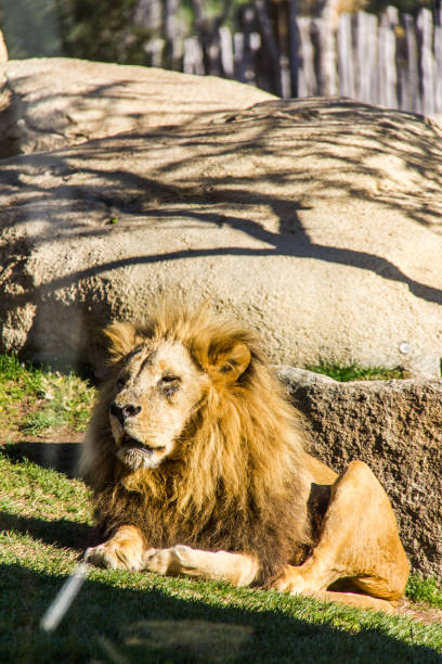 istock An old lion laying on the grass 1098235822
