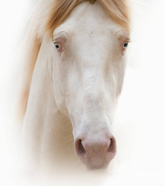 istock Beautiful cremello blue eyed horse 1098236044