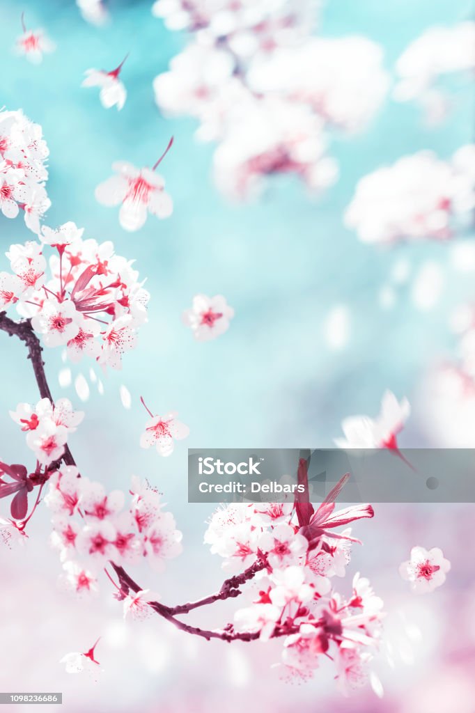 Fondo Natural Primavera Y Verano Delicadas Flores Blancas Y Rosa Cerezos En  El Jardín De Primavera Foto de stock y más banco de imágenes de Abstracto -  iStock