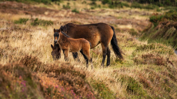 Wild Exmoor Ponies, Somerset, England