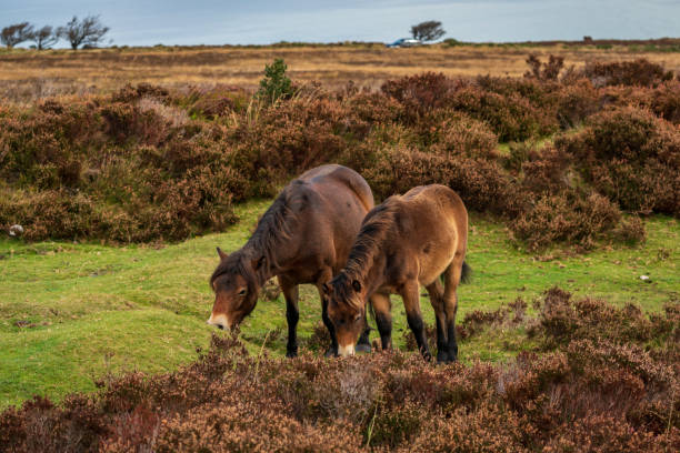 istock Wild Exmoor Ponies, Somerset, England 1098236826
