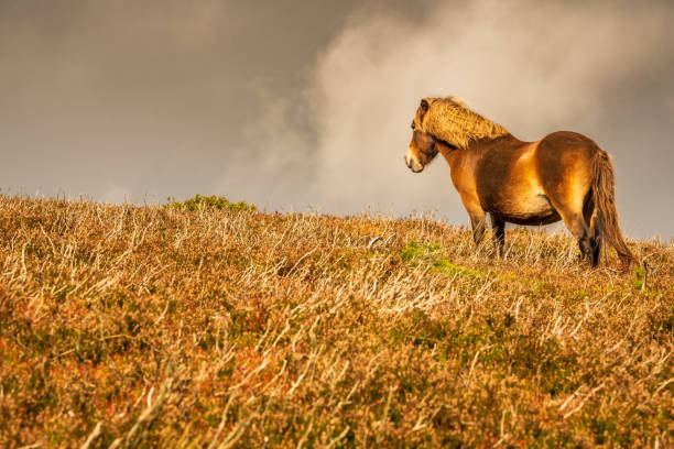 istock Wild Exmoor Pony, Somerset, England 1098236890