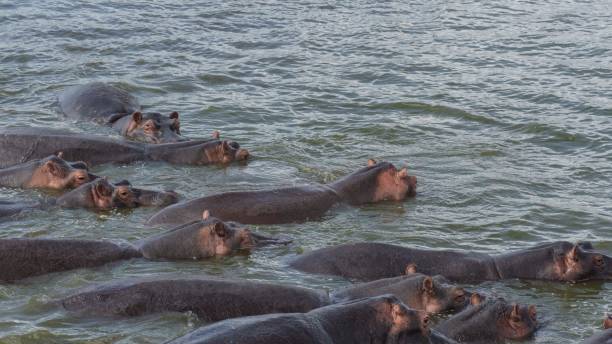 istock A group of hippopotamus 1098240492