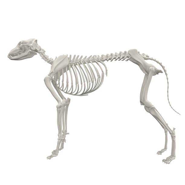 istock Dog Anatomy Skeleton - Stock image 1098243220