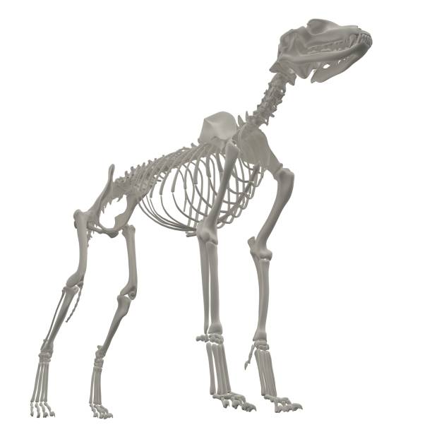 istock Dog Anatomy Skeleton - Stock image 1098243222