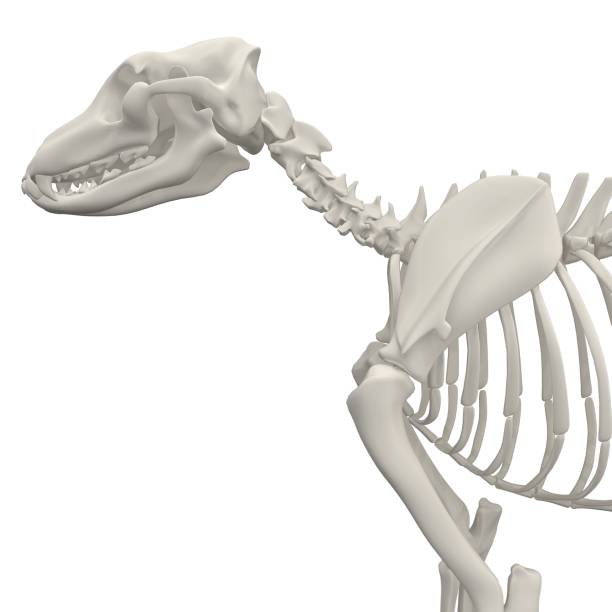 istock Dog Anatomy Skeleton - Stock image 1098243224