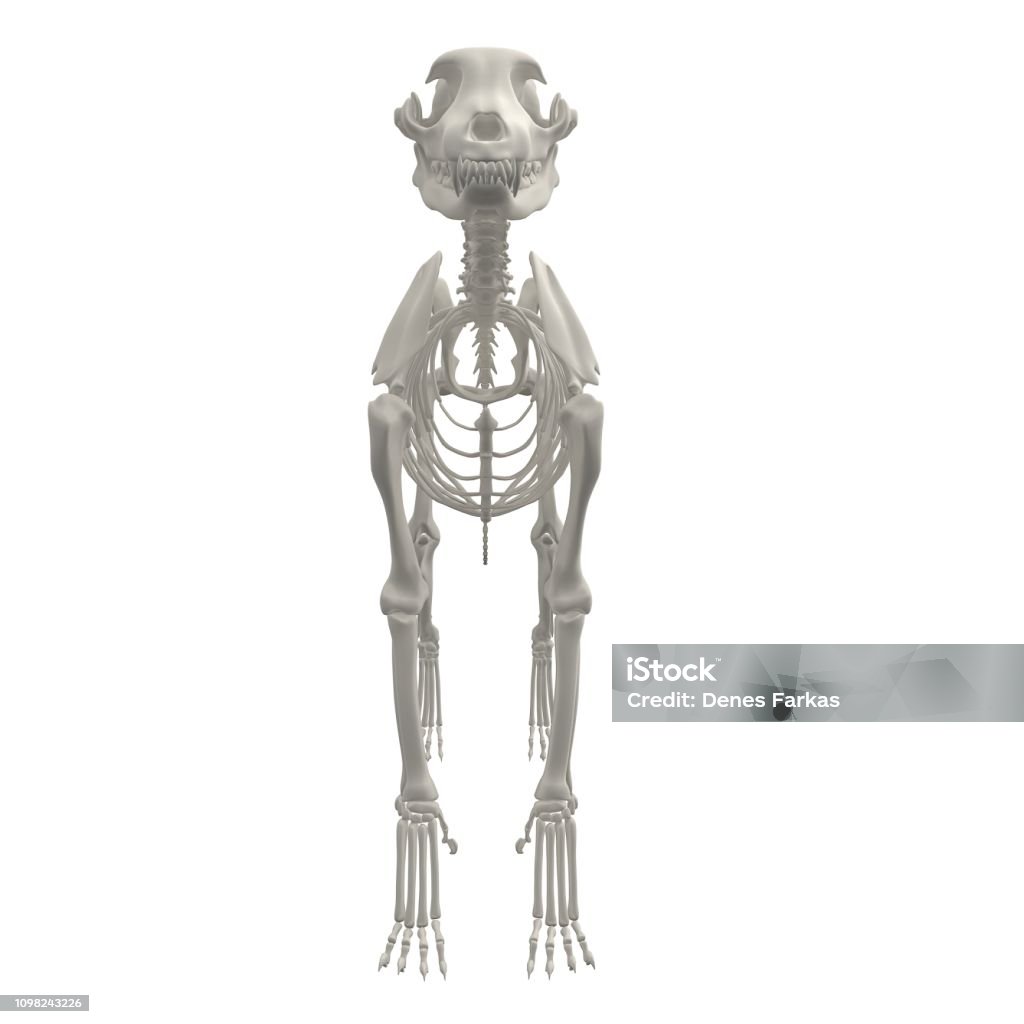 Dog Anatomy Skeleton Stock Image Stock Photo - Download Image Now - Animal  Skeleton, Dog, 4K Resolution - iStock