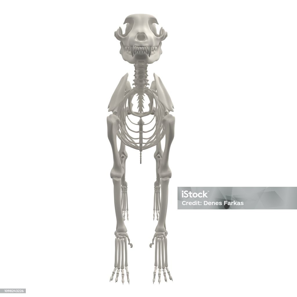 Dog Anatomy Skeleton Stock Image Stock Photo - Download Image Now - Animal Skeleton, Dog, 4K Resolution - iStock Dog Anatomy Skeleton Stock Image Stock Photo - Download Image Now - Animal Skeleton, Dog, 4K Resolution - iStock