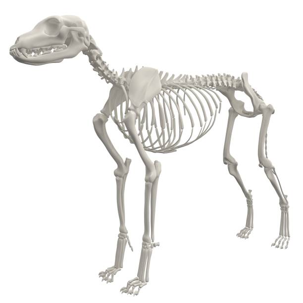 istock Dog Anatomy Skeleton - Stock image 1098243238