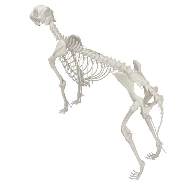 istock Dog Anatomy Skeleton - Stock image 1098243250