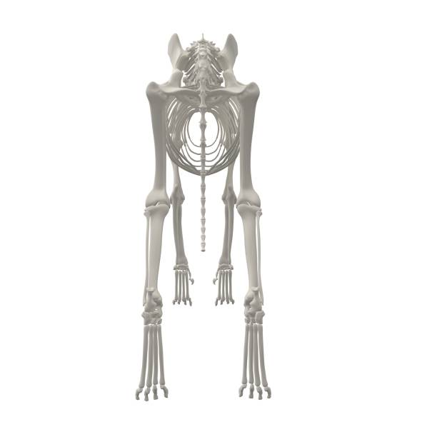 istock Dog Anatomy Skeleton - Stock image 1098243256