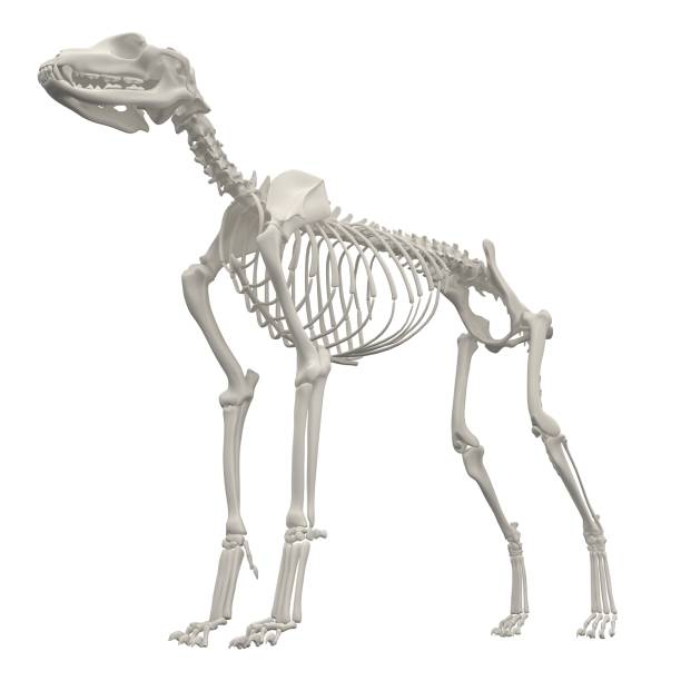 istock Dog Anatomy Skeleton - Stock image 1098243266