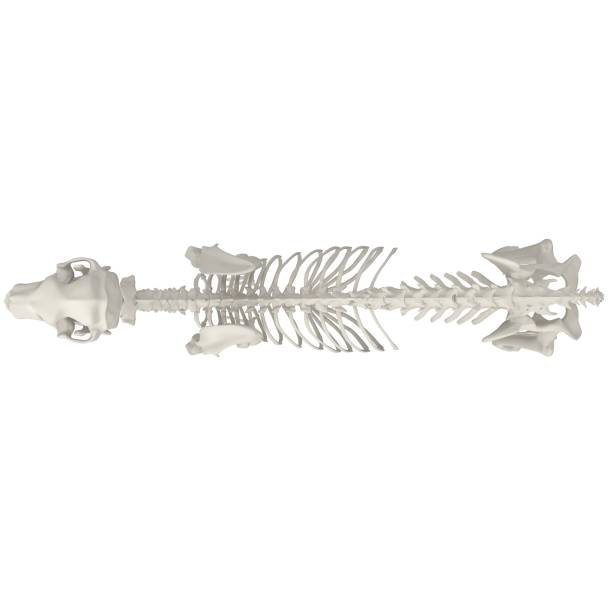 istock Dog Anatomy Skeleton - Stock image 1098243280
