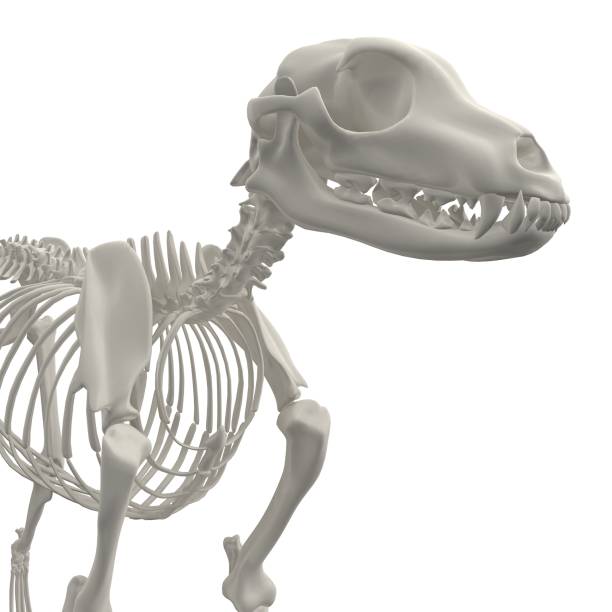 istock Dog Anatomy Skeleton - Stock image 1098243282