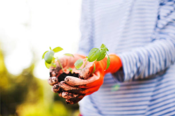 istock Young woman working in vegetable garden 1098247246