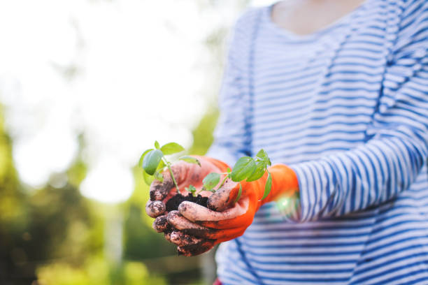 istock Young woman working in vegetable garden 1098247258