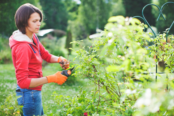 istock Young woman pruning bushes 1098247958